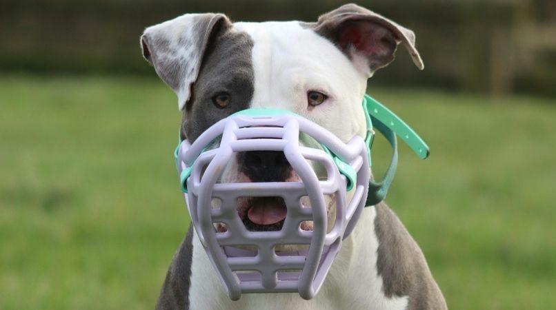 Muselière : le maire de Nogent durcit la réglementation