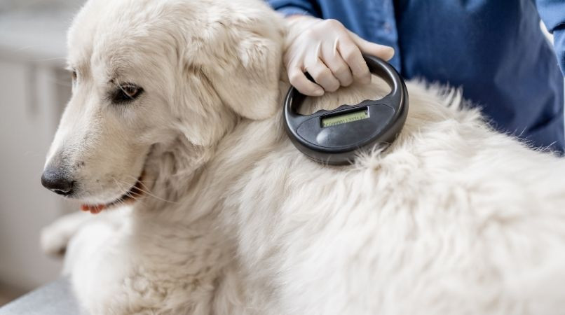 L’identification du chien : à quoi ça sert ?