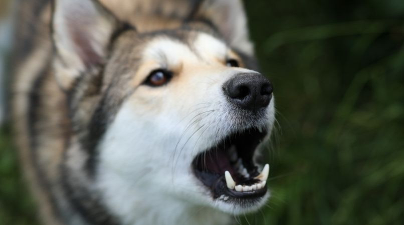 Oise : un arrêté municipal contre les aboiements