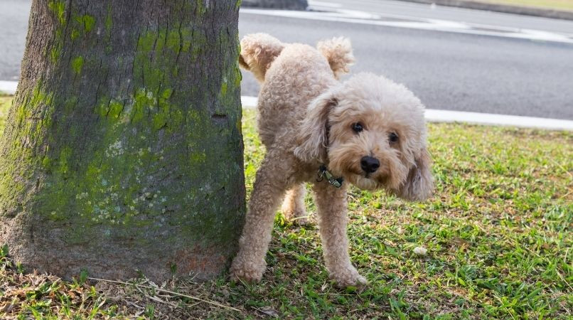 Pourquoi mon chien lève la patte pour faire pipi ?