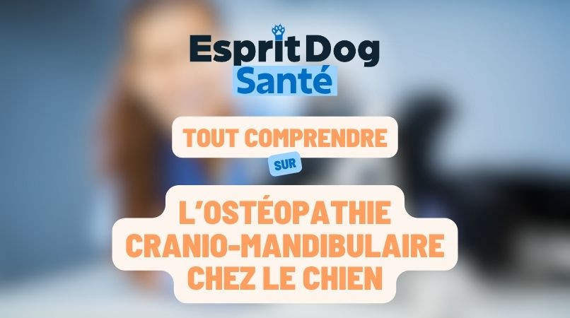 L’Ostéopathie cranio-mandibulaire chez le chien