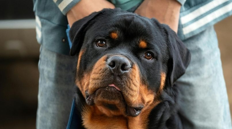 Chien de 2ème catégorie : que dit la loi ?