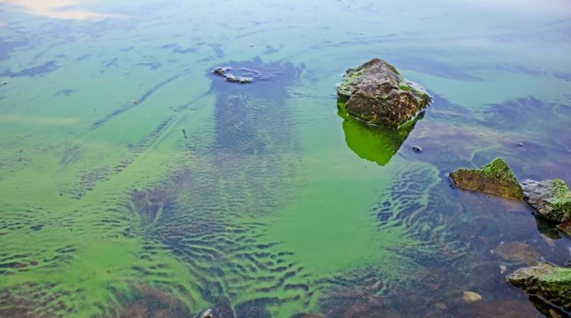 Cyanobactéries : méfiez-vous pour vos chiens !