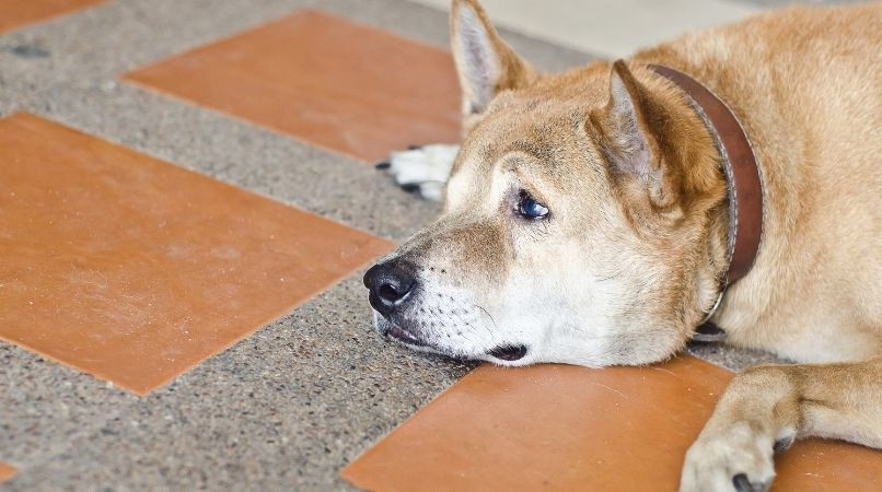 Pourquoi mon chien se met à pleurer ?
