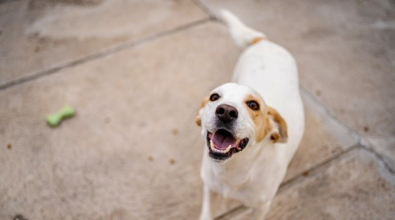 Mon chien remue la queue : il est heureux ?
