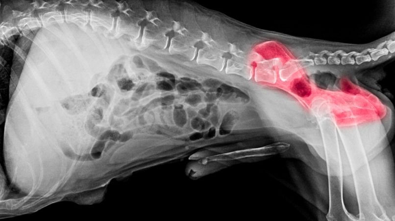 Le problème de la dysplasie chez le chien