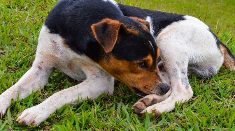 Mon chien se mordille ou se mord la patte et se gratte : nos solutions !