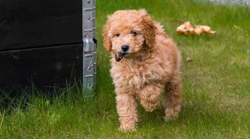 La coprophagie, qu’est ce que c’est ?