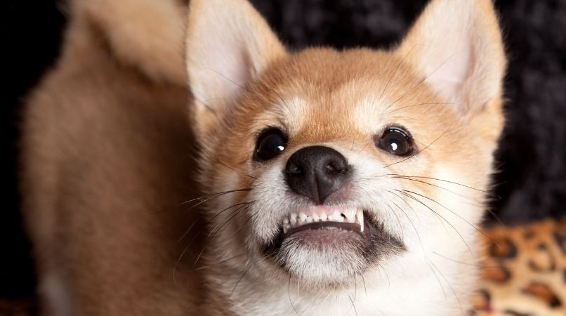 Pourquoi mon chien claque des dents ?