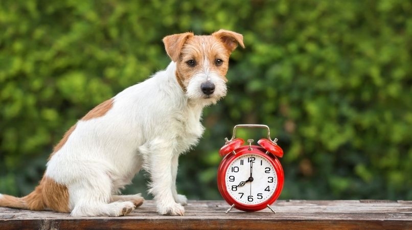 La notion du temps chez le chien