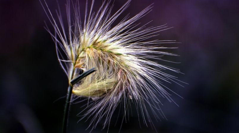 Le danger des épillets chez le chien