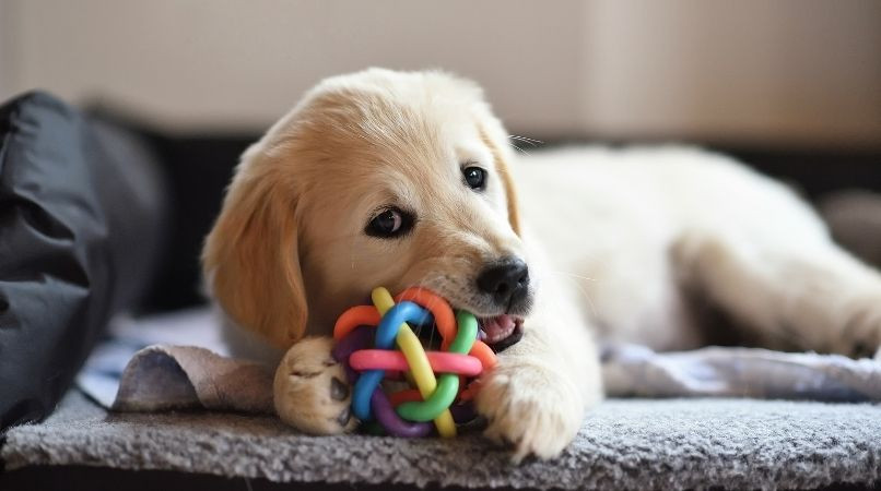 Quelles sont les façons de jouer avec son chiot ?