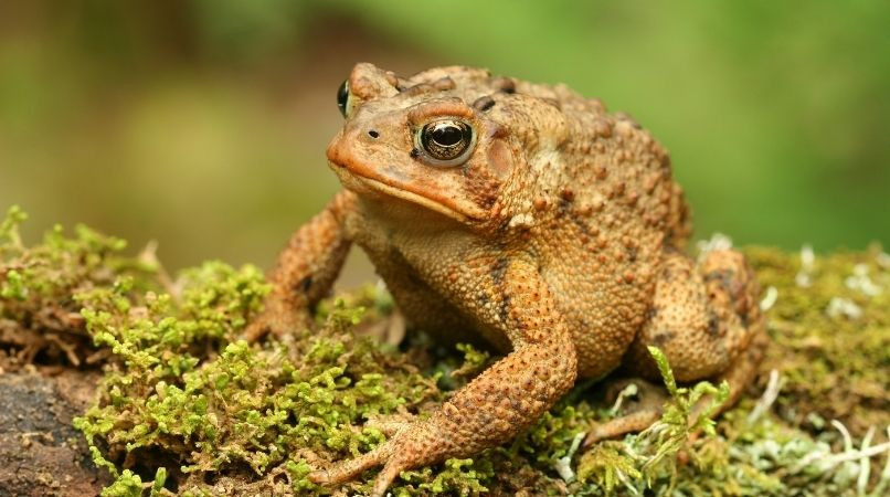 Mon chien a mordu un crapaud : que dois-je faire ?