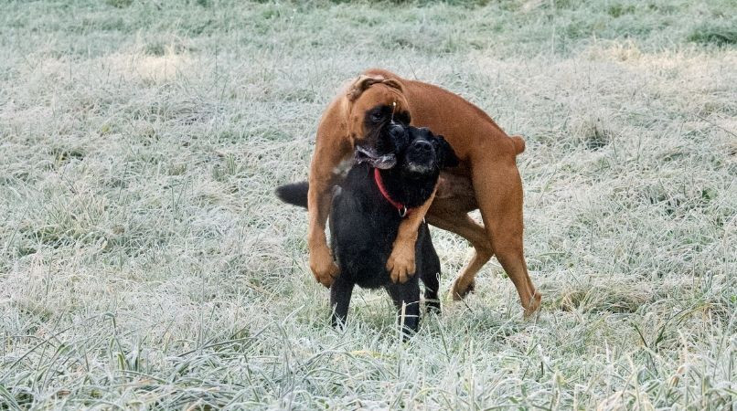 Mon chien monte ses congénères, que faire ?