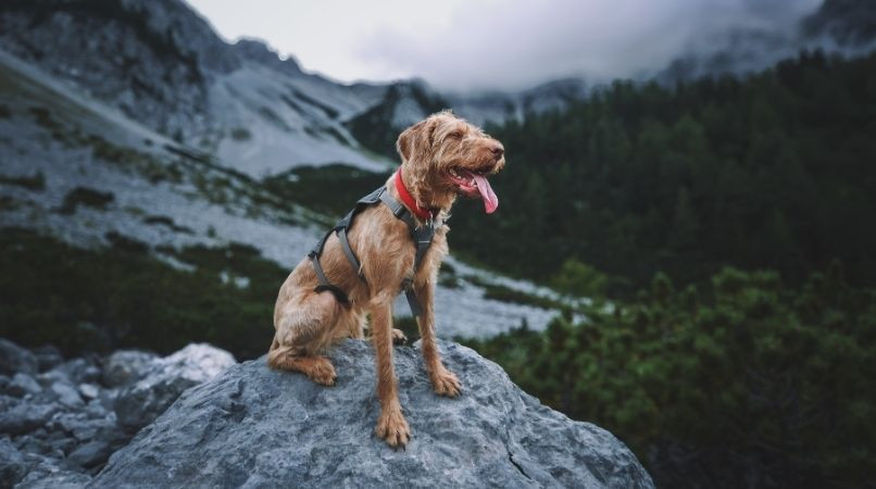 Les différents sens du chien : comment fonctionnent-ils ?