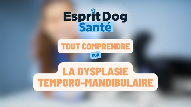 Dysplasie temporo-mandibulaire chez le chien