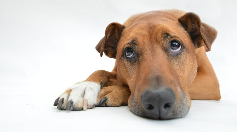 Douleur : saurez-vous la détecter chez votre chien ?