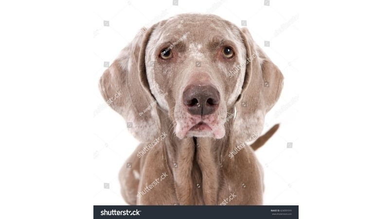 Le vitiligo chez le chien