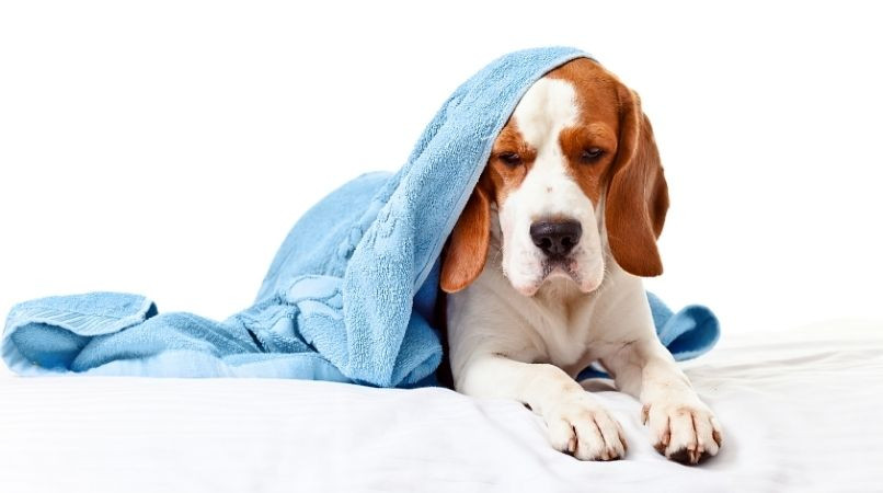 Mon chien peut-il attraper un rhume ?