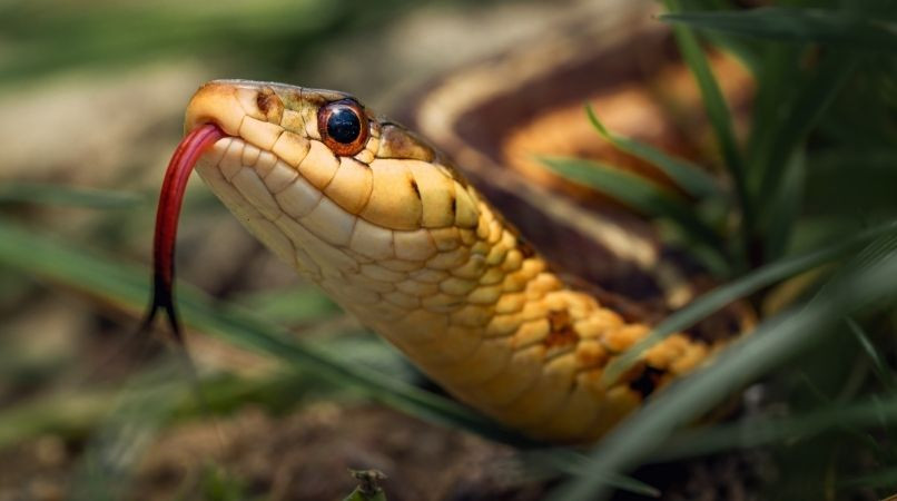 Mon chien a été mordu par un serpent : que faire ?