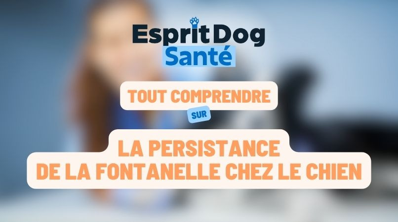 La persistance de la fontanelle chez le chien