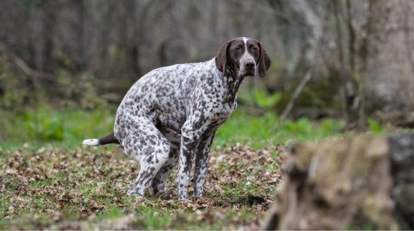 Troubles intestinaux du chien : diarrhée et constipation