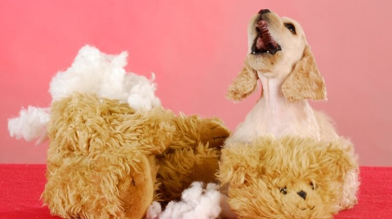 Mon chiot détruit tout à la maison : que faire ?