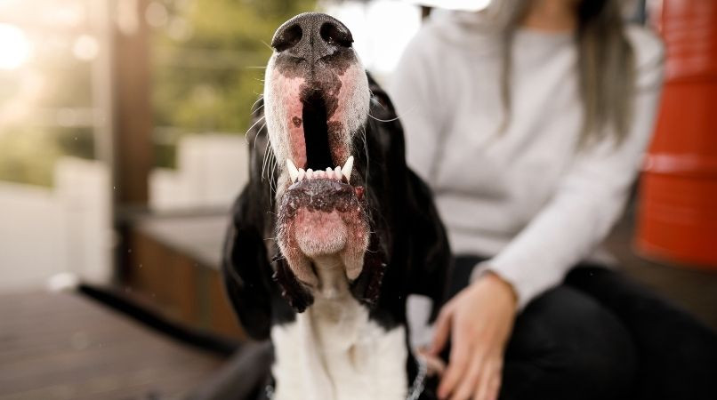 Il n’y a pas de mauvais chiens, que des mauvais maîtres !