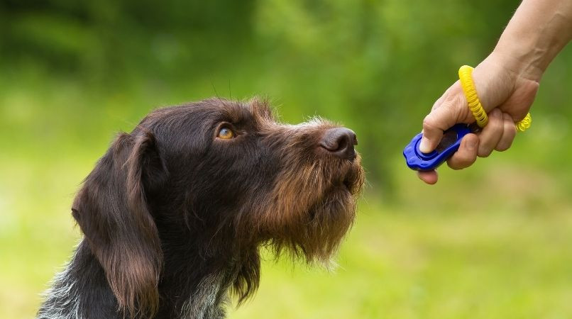 Le clicker pour chien : l’antithèse de l’éducation canine ?