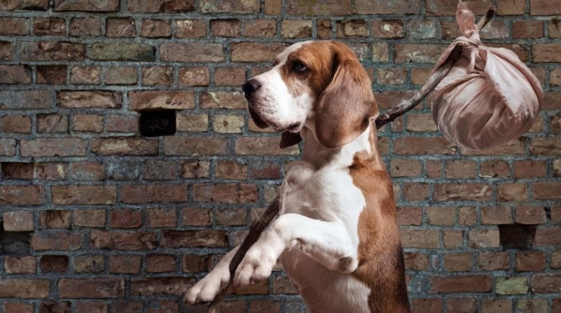 Pourquoi mon chien fugue ?