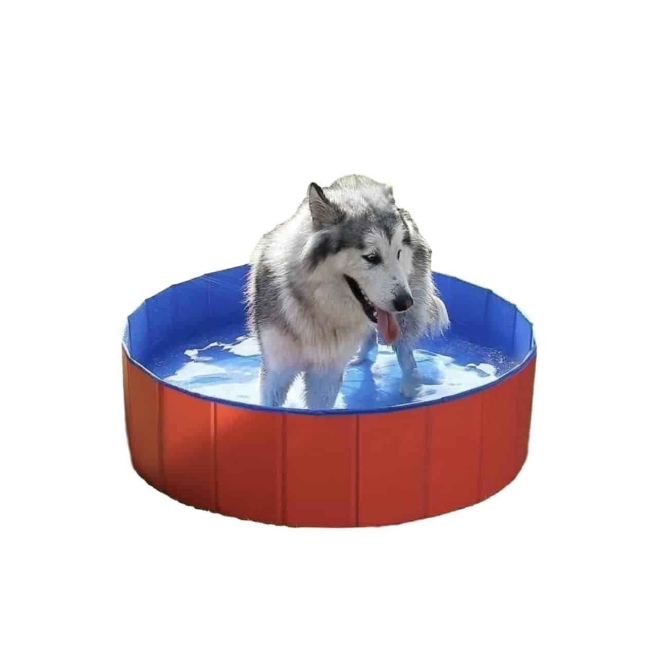 La piscine pour chien pour rafraîchir son chien en été !