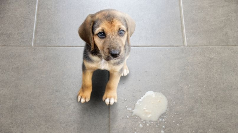 Vomissement chez le chien : que faire ?