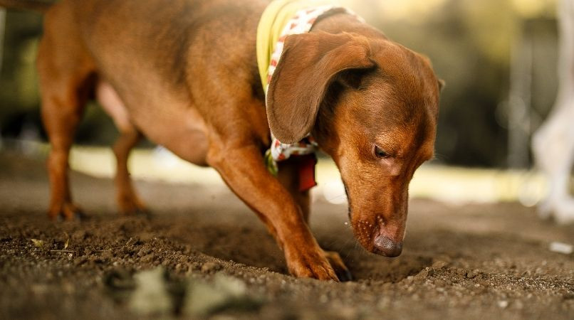 Mon chien creuse partout : a-t’il trouvé un trésor ?