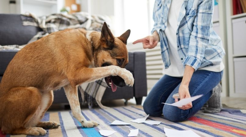 Les 3 punitions à ne jamais faire subir à son chien