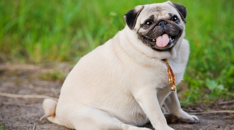 L’obésité chez le chien
