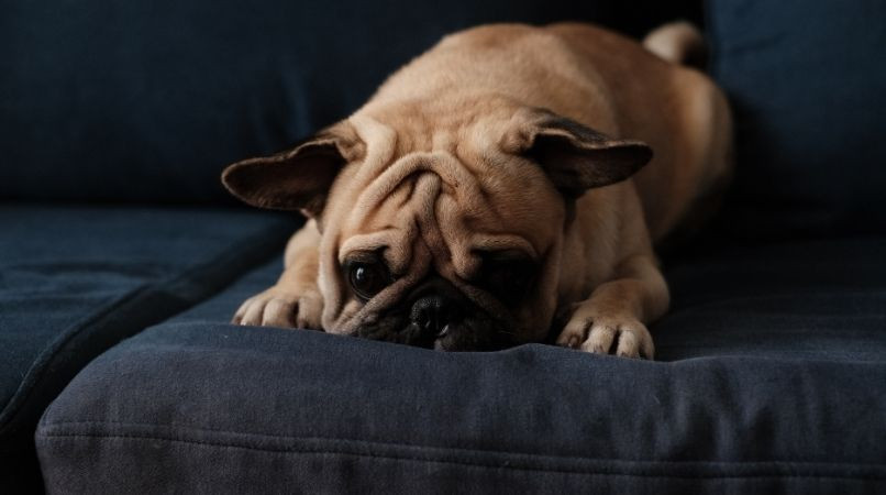 L’avion : un danger mortel pour les chiens brachycephales