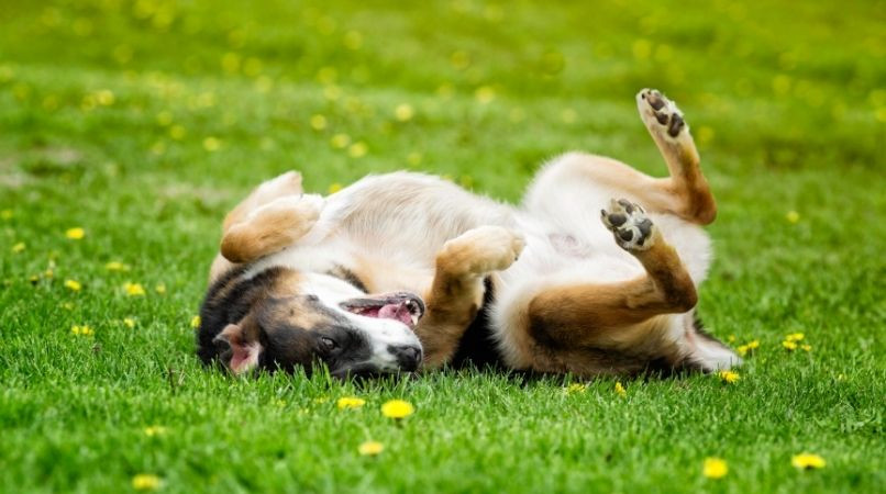 Mon chien se roule dans la crotte, il est dégouttant !