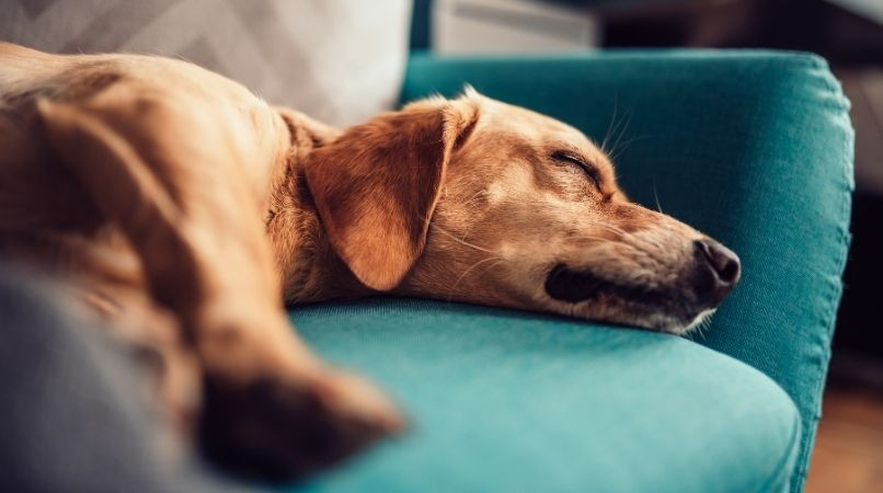 Comment éduquer un chien pour le rendre plus calme ?