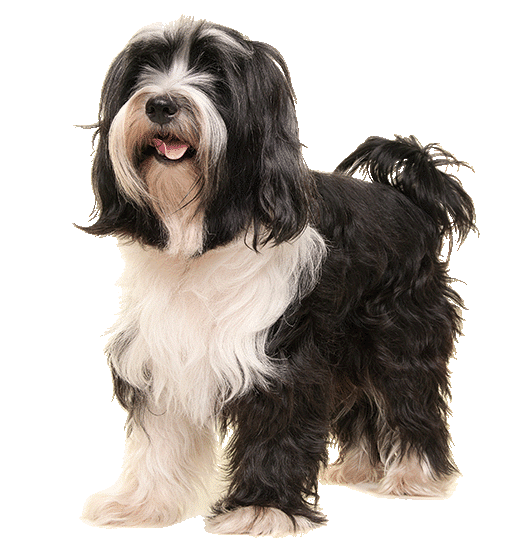 Le Terrier Tibétain : un chien dynamique et courageux