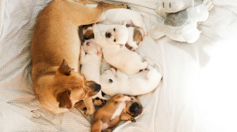La gestation chez la chienne de A à Z