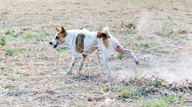 Mon chien fait le taureau : c’est qu’il est très affirmé
