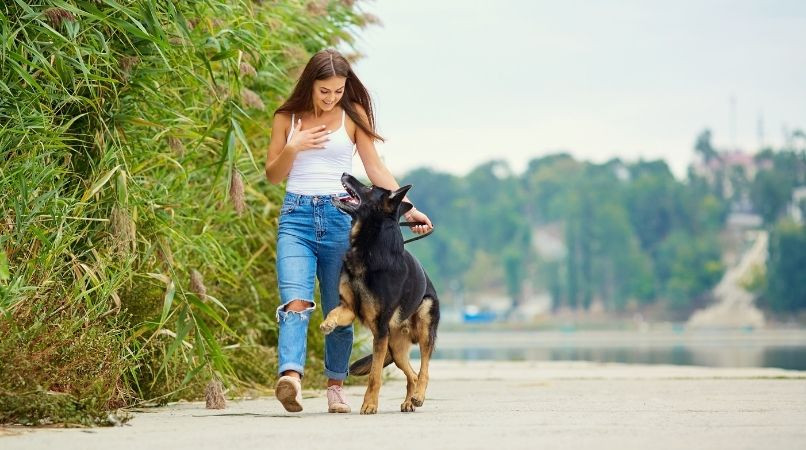 Éduquer votre chien à vous écouter à nouveau !