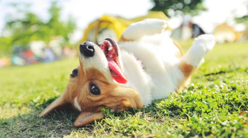 Chaleur : quand et comment sortir son chien sans danger ?