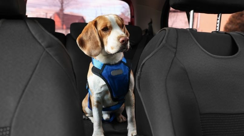 Chien en voiture : peut-on briser la vitre ?