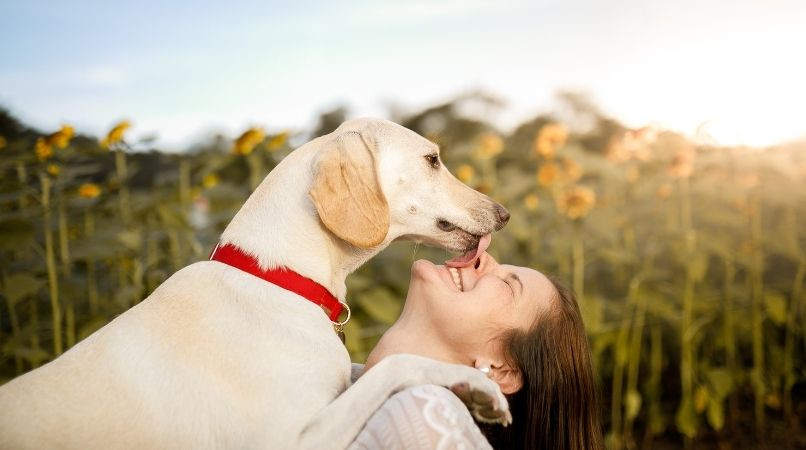 Où faire garder votre chien pendant votre absence ?