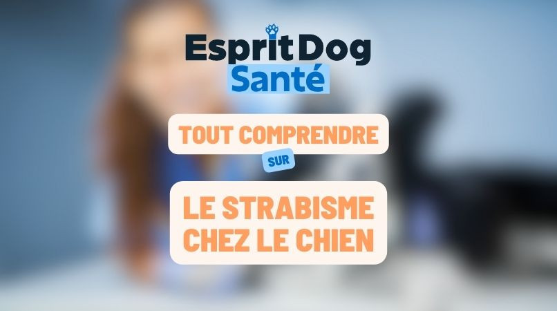 Le strabisme chez le chien