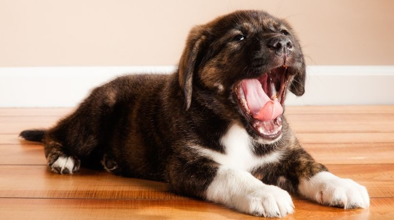 Mon chien baille de fatigue ? Pas forcément…