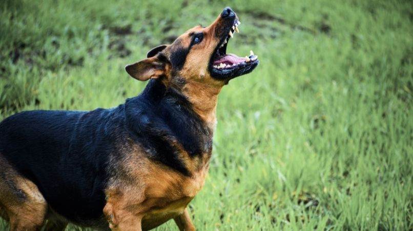 Comment dresser un chien pour qu’il arrête d’être agressif ?
