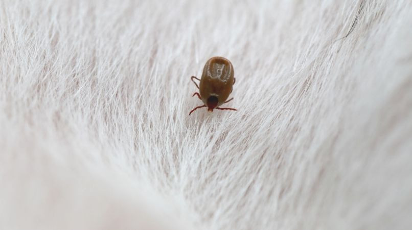 Tiques et puces : comment s’en débarrasser ?