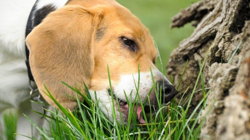 Pourquoi mon chien mange de l’herbe ?